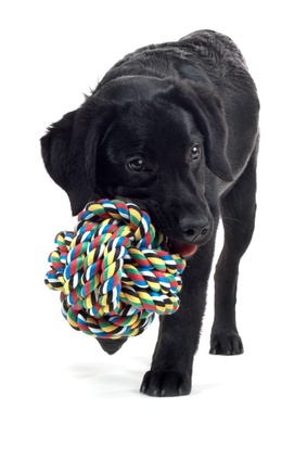 best chew toys for lab puppies finding labrador retriever toys best chew toys for lab puppies finding labrador retriever toys