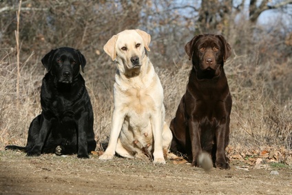 Puppies Names on What Not To Call Your Dog