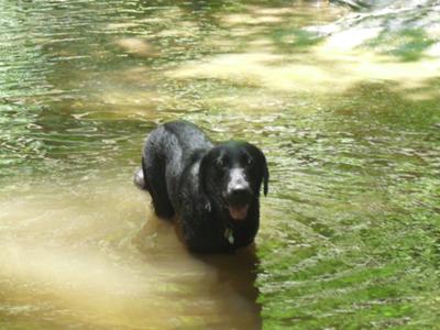 remington in a stream at table rock