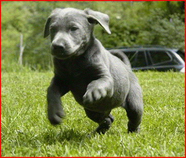 Silver  Puppies on Thing About These Controversies Is That Some Silver Lab Puppies