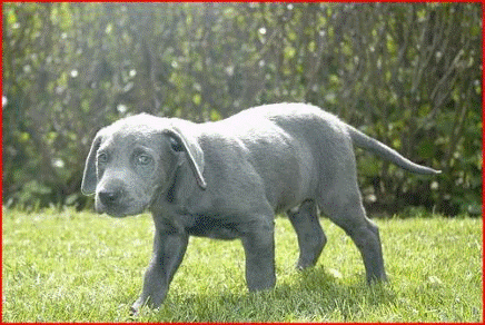 What are some traits of the silver Labrador?