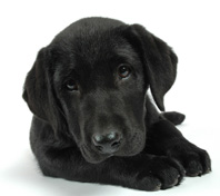 Labrador retriever breeders in la