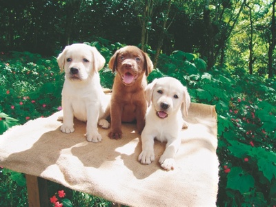 dogs mating. reeding labrador retrievers