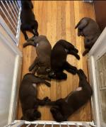 Chocolate Lab Puppies