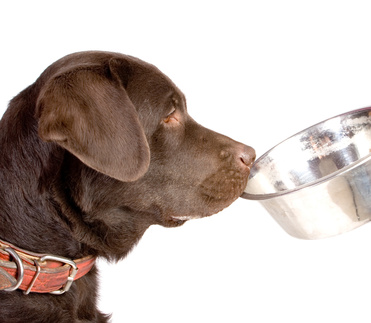 Homemade dog food recipes for labradors top