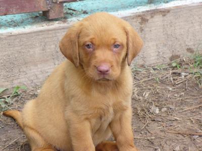 Al at 6 weeks