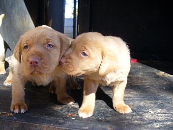 Two red Lab brothers