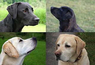 English Labrador Coat Colours