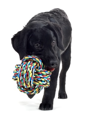 Labrador Retriever Toys Choosing The