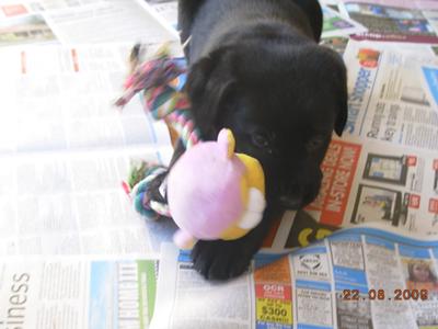 Bonnie loves toys (this one was desroyed)