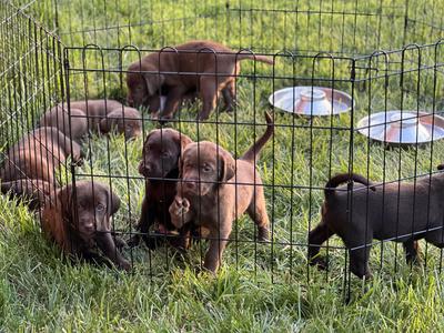 Chocolate Lab Puppies