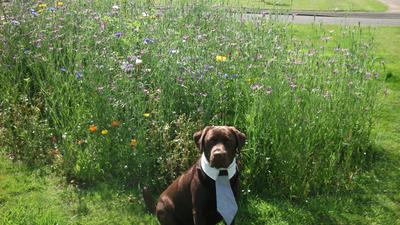 Purebred Male Chocolate Labrador