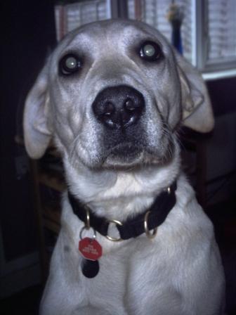 Labrador Ear Infection - Causes, Cures and Effect
