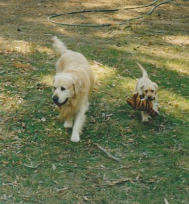 Dudley takes Gretel, and friend, for a walk.