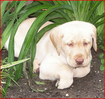 dudley yellow labrador