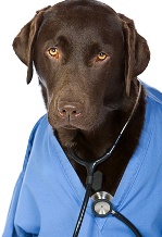 labrador health