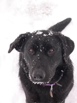 Lilly at 10 months in snow.