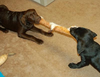 Lily and Daisy Tug of War