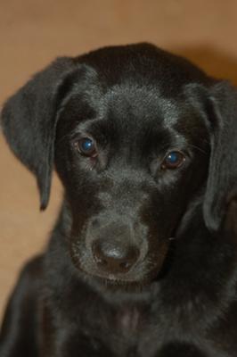 Lily 7-19-2011
