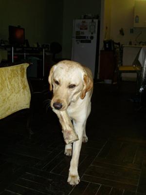 lizzy with a bone