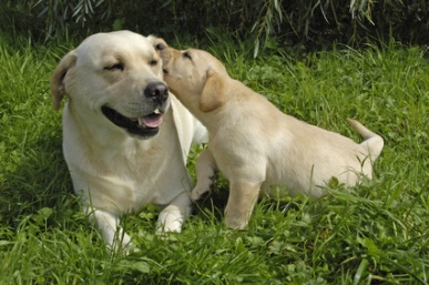 purebred labrador retriever