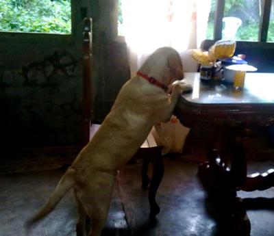 Gregory, checking the dining table! he he..