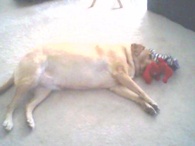 Ginger Belle with a couple of her toys