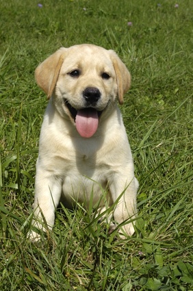 Training your lab sales puppy