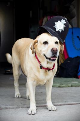 She's an English lab!