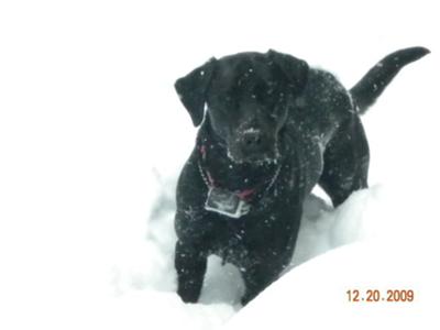 SNOW DOG!