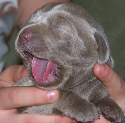 silver and chocolate lab puppies