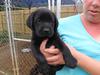 Black female Lab Pup