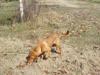 Red pointing some quail scent on the leaves