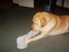 He loved chewing on that towel