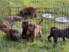 Chocolate Lab Puppies