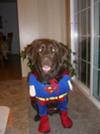 GUS -- SUPER DOG