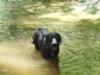 remington in a stream at table rock