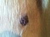 Dog Nipple Tumor