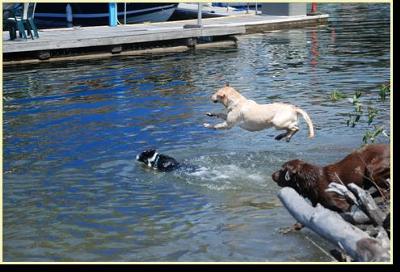 Viola in the lead. (Ellie move out of the way. You aren't a lab!)