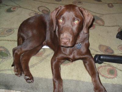 Wally on carpet