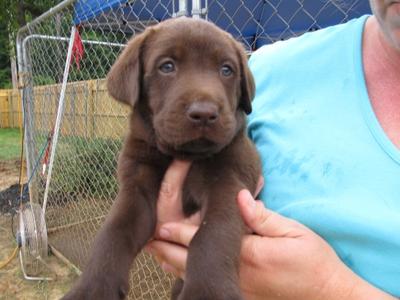 Chocolate Male Lab Pup