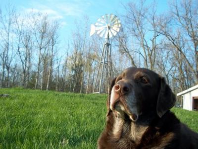 Brady enjoying the summer sun 