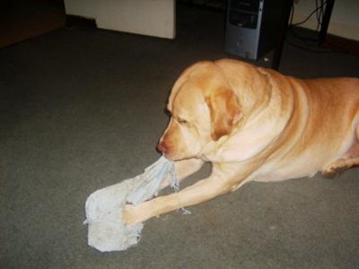 He loved chewing on that towel