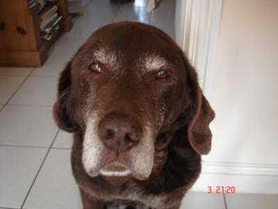 Charlie Dog (14 years)