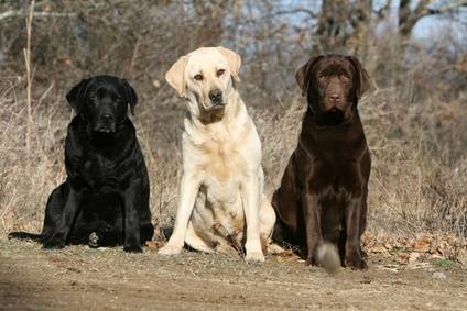 american type labrador