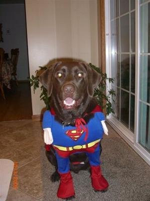 GUS -- SUPER DOG