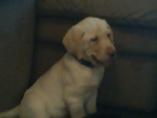 8 weeks old