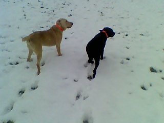 6 months old hunting with his sister