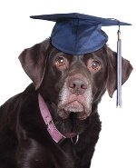 labrador retriever advice