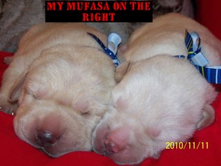 Mufasa on the right